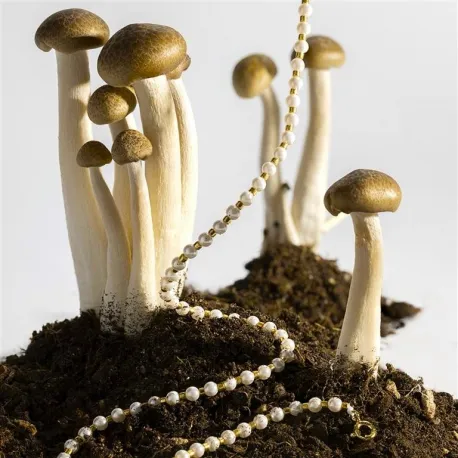 Collar LUXENTER SAAYN